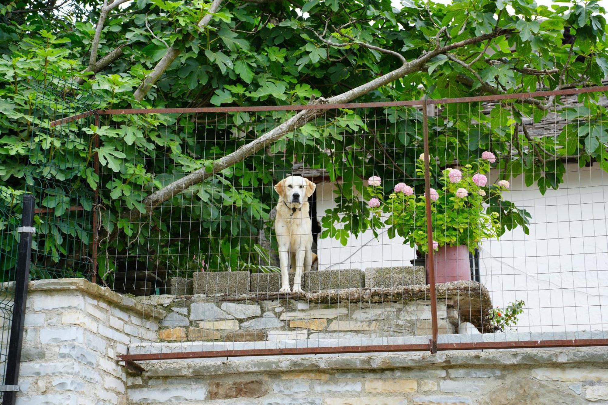 Castlefront Villa Gjirokastër 外观 照片